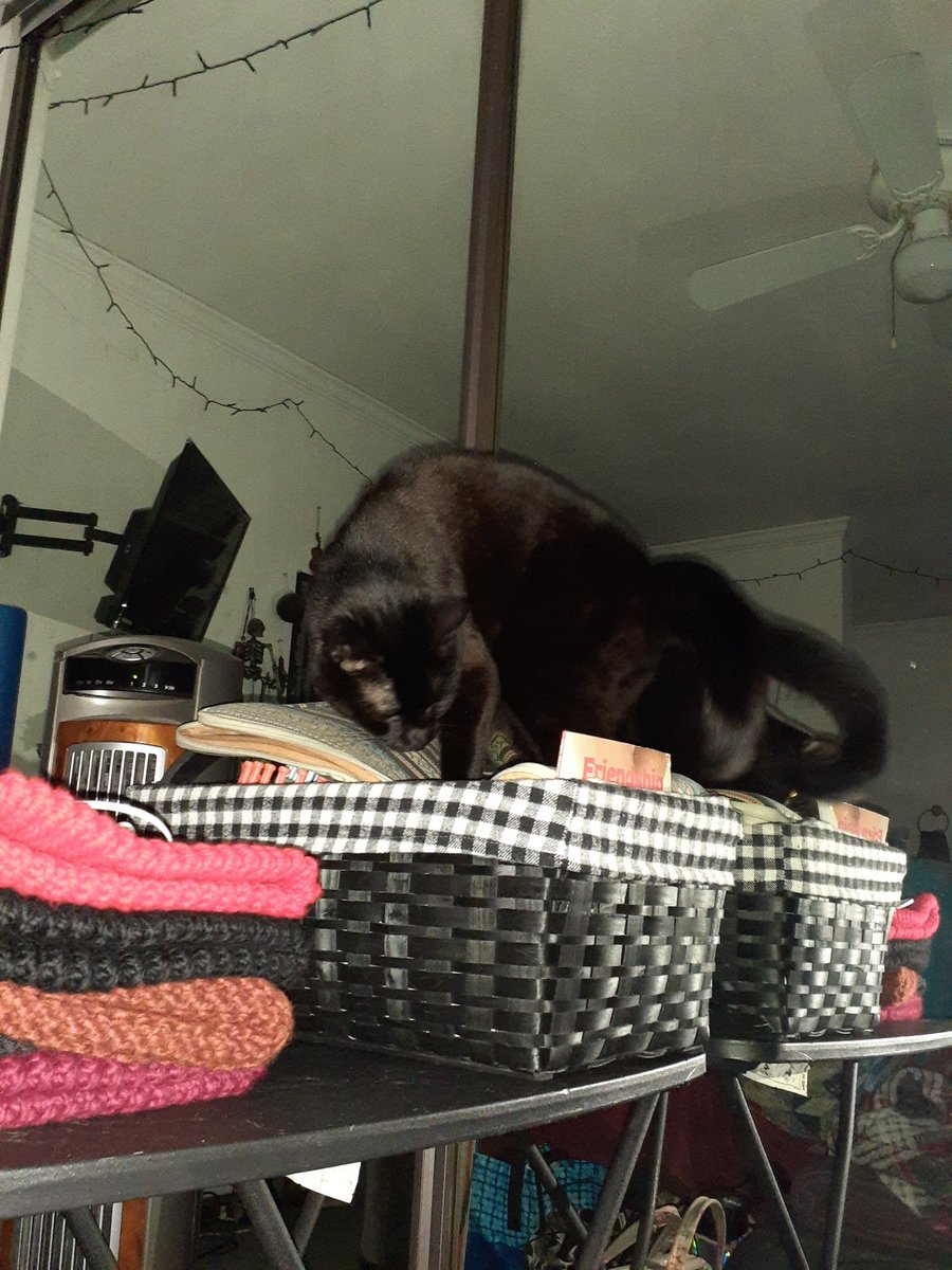I kept saying "excuse me" and she kept climbing and getting comfortable. She heard me. Get offa my dang yarn box.

#scarlet #scarletthevain #iamnotbadluck #savetheyarn