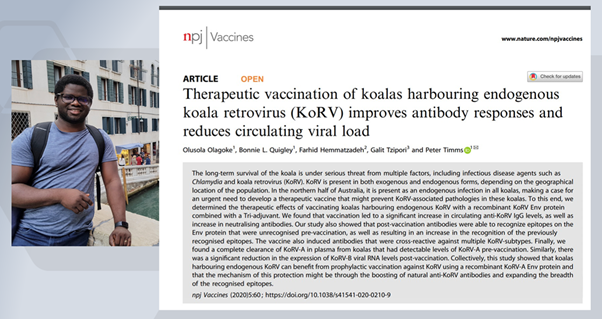  @sola_olagoke  @timms_peter  @UniofAdelaide team will tell you there is something about  #Korv  #koala  #vaccine  @science_koala  @nature  https://www.nature.com/articles/s41541-020-0210-9