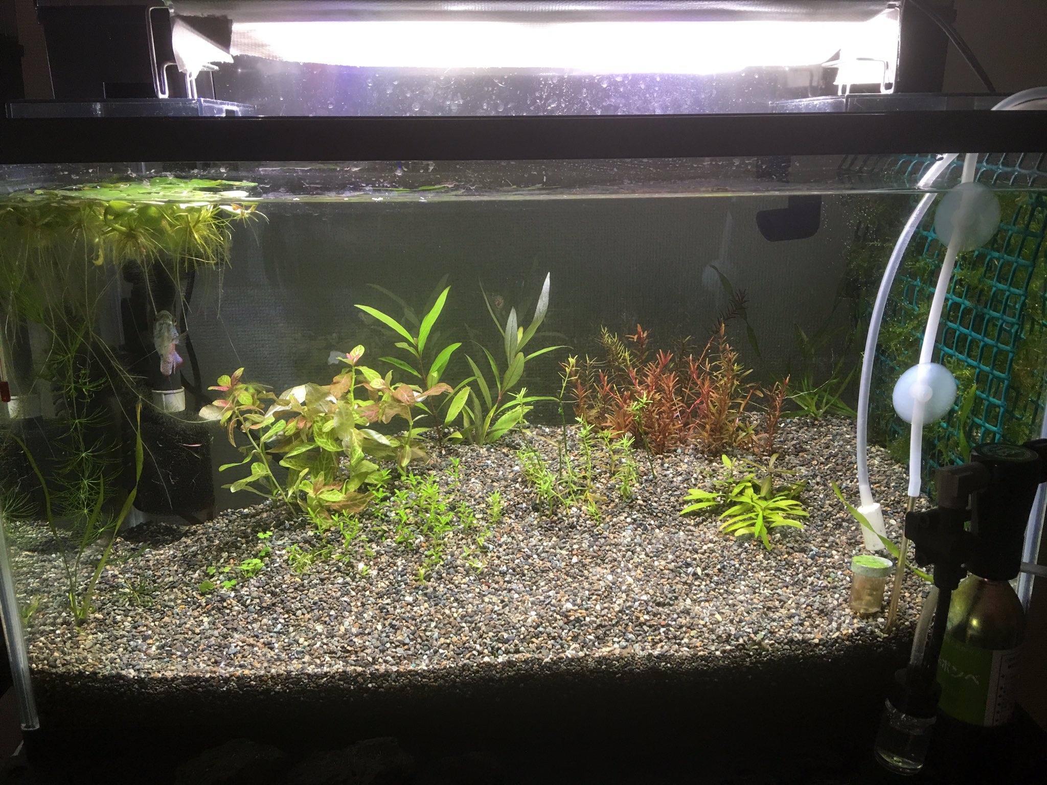 Best Aquarium 大磯砂水槽立ち上げ54日目 やっと底床を覆い尽くすほどの緑藻が無くなり 綺麗な大磯砂の底床が顔を出して来ました 今回の立ち上がりに時間がかかりましたが 酸処理無しで大磯砂底床の立ち上がりには約2カ月ほど必要です 水草の成長は