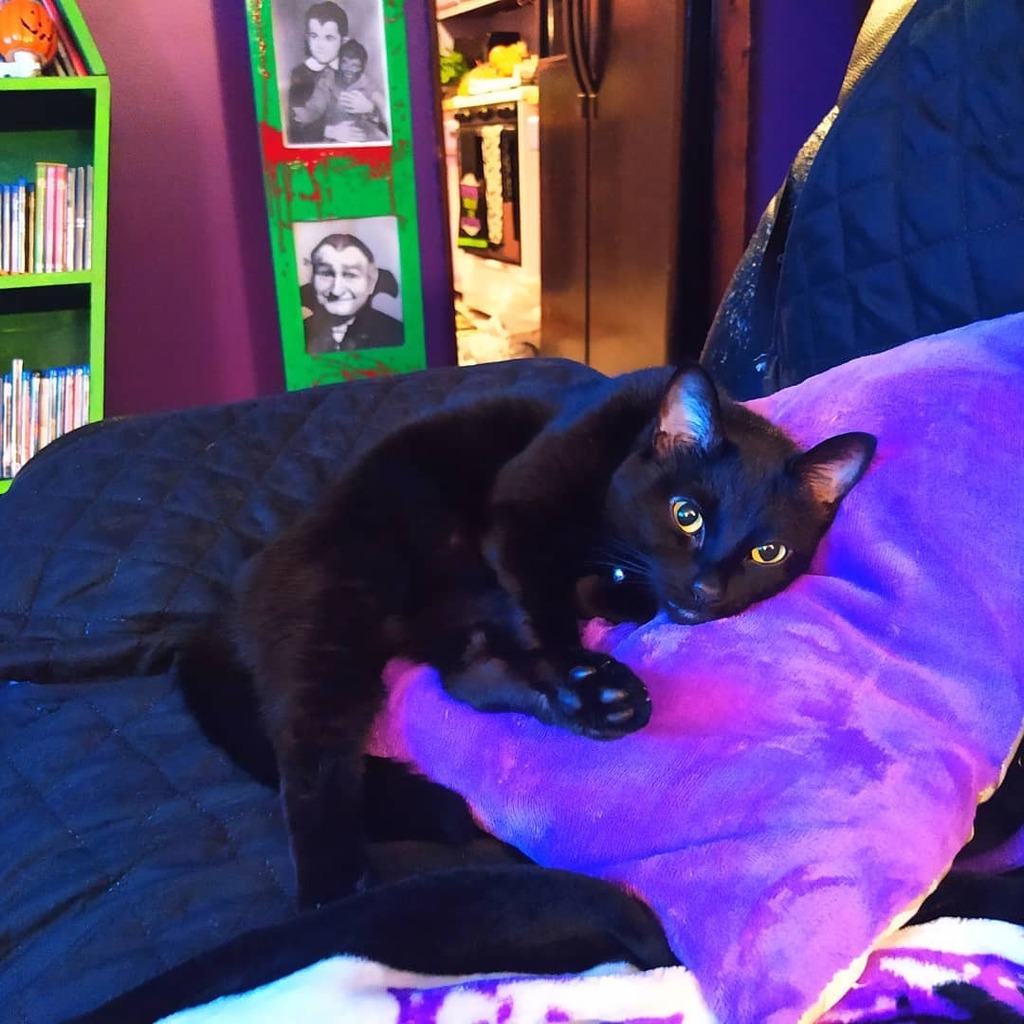AfterWorkReact's tweet photo. After a long day it's always nice to come home to one of my little cuties love stares .Say hi to Absinthe chilling in her favourite spot 😻#halloweencat #blackcat #afterworkreactions https://t.co/uCTxvHJBkS https://t.co/JRwGuBJuAx