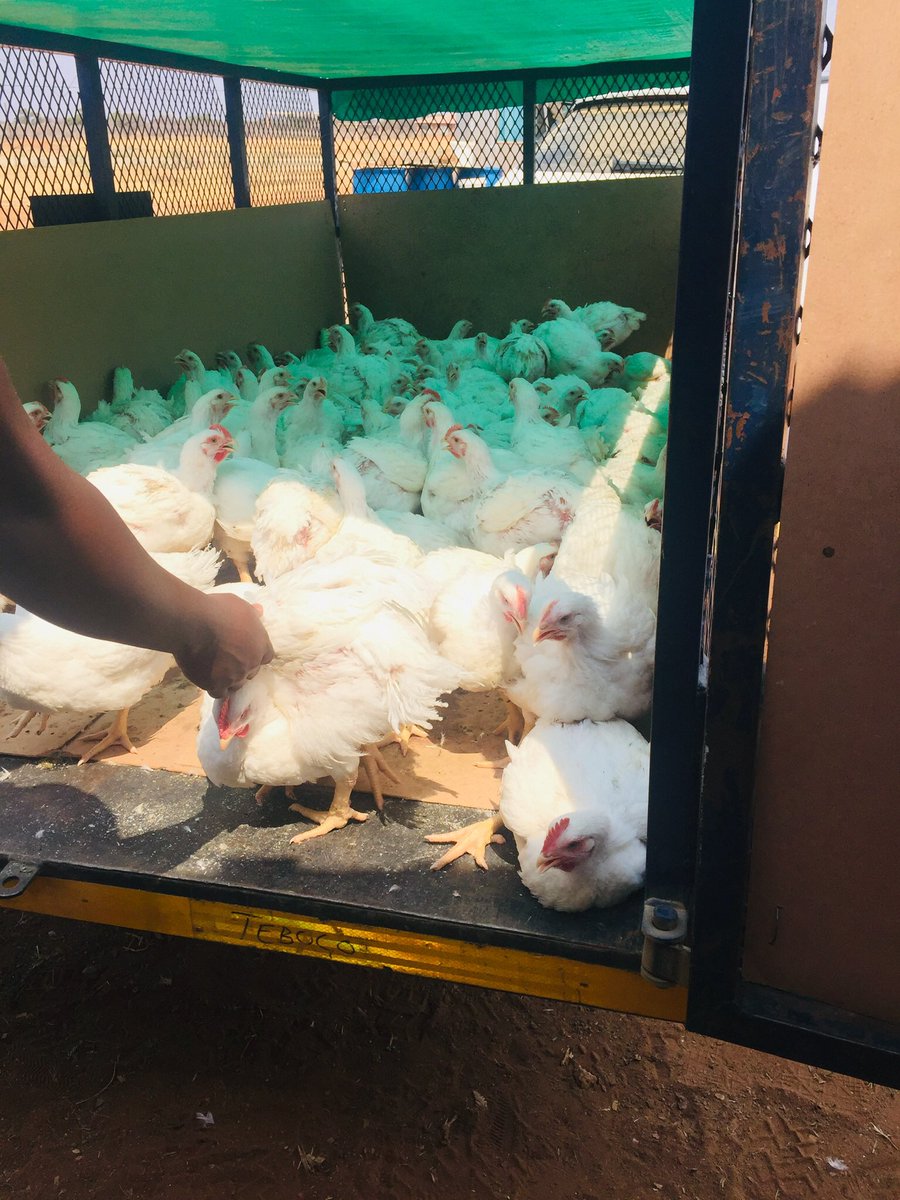 PontshoMonareng's tweet photo. 115 sold today looking forward for a better day tomorrow #Makingfarmingfashionable @kamobombe @NKhodlo @djsbu https://t.co/ruYzFz5rYb