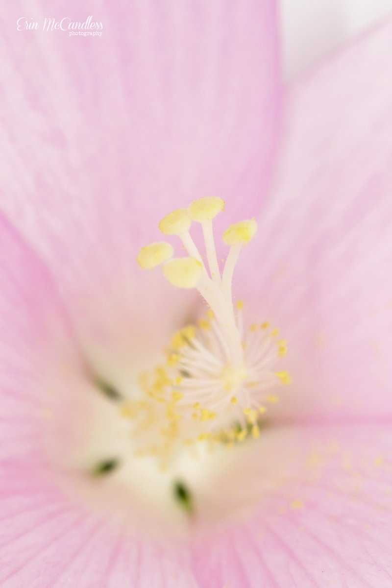 Erin McCandless Photography tweet media