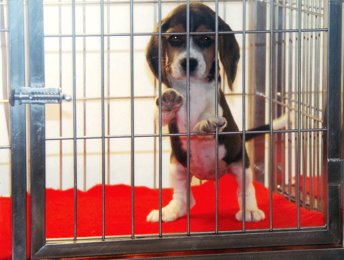 GAIABrussels's tweet image. 🇪🇺🧪#EuropeanDayForHumaneScience
⚠️ 
@EU_Commission &amp;amp; MS peuvent élaborer ensemble une stratégie qui donnerait la priorité aux investissements dans les technologies sans animaux.