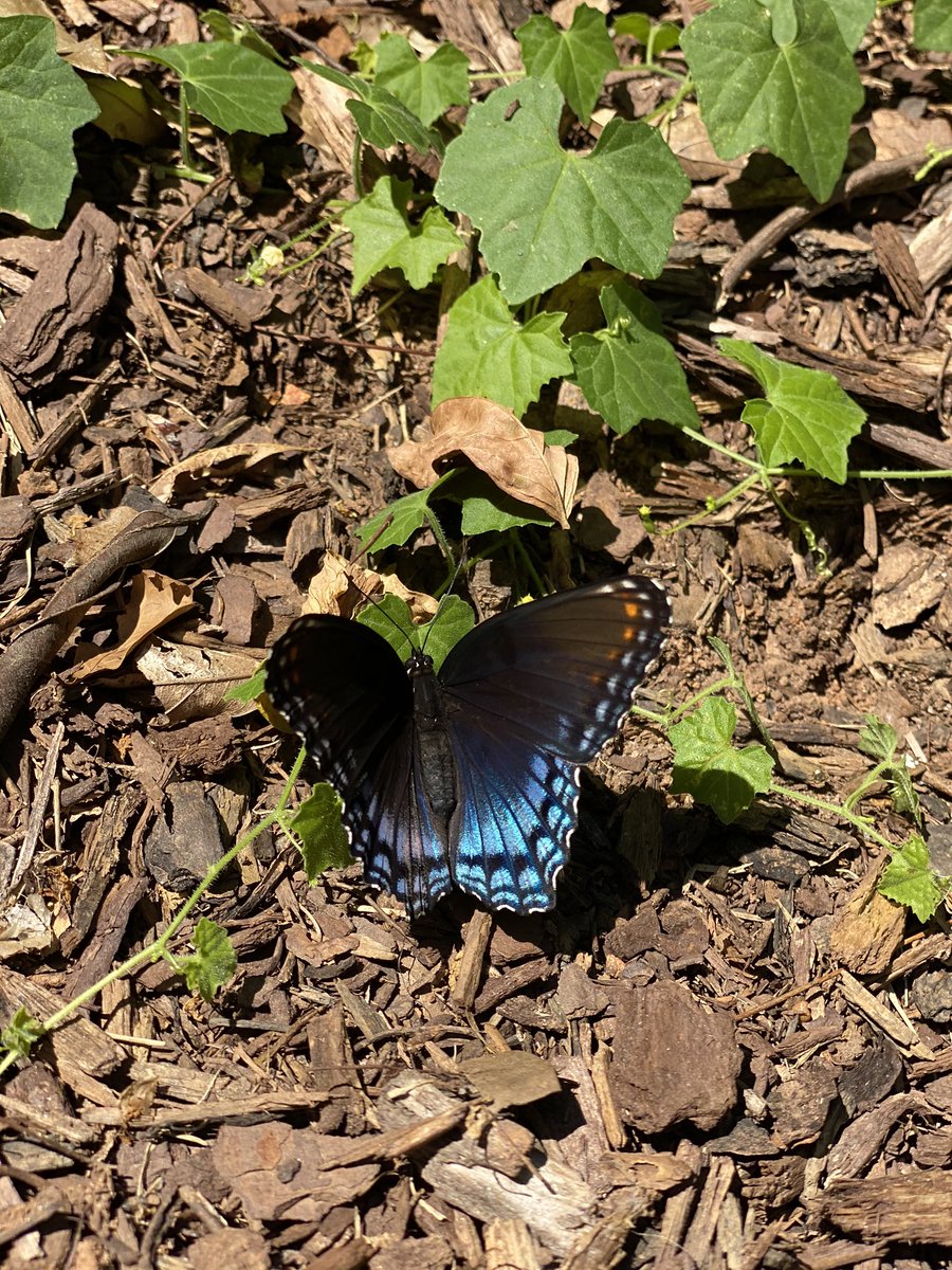alisoncprater's tweet photo. It’s windows down driving weather, it’s the 21st night of September, and I found this lil guy today in my yard🦋 

Send tweet. https://t.co/HjfbwgKKXb