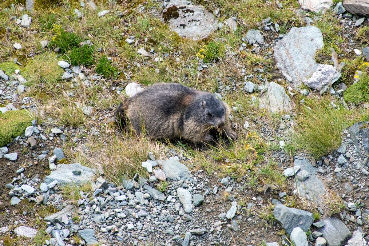 The Großglockner High Alpine road is also a good location to spotrs marmots. We were lucky and saw one.There is ofc a traffic sign for them.