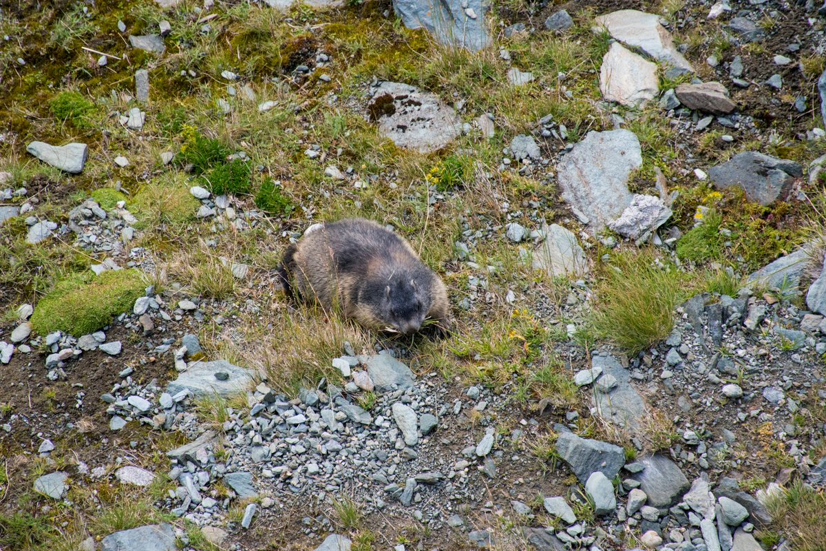 The Großglockner High Alpine road is also a good location to spotrs marmots. We were lucky and saw one.There is ofc a traffic sign for them.