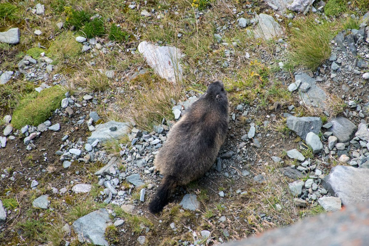 The Großglockner High Alpine road is also a good location to spotrs marmots. We were lucky and saw one.There is ofc a traffic sign for them.