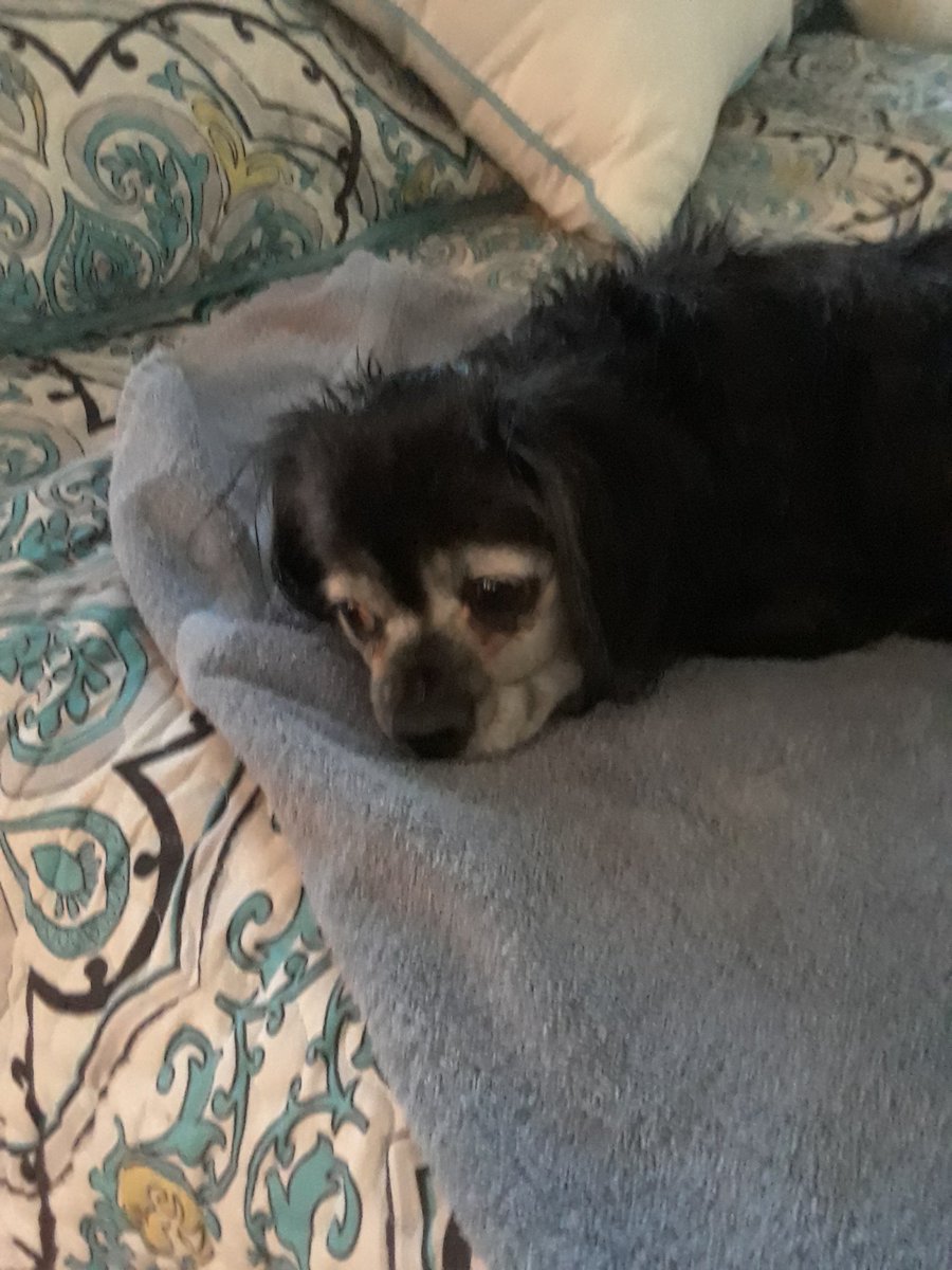 Ruby_Elizab's tweet image. Frens I am  devastated. I had the dreaded baff. Got tricked right into it. I have been betrayed by my own mother. I will of course use this to my advantage and be waited on for the rest of the night, but for right now feeling very sorry for myself.