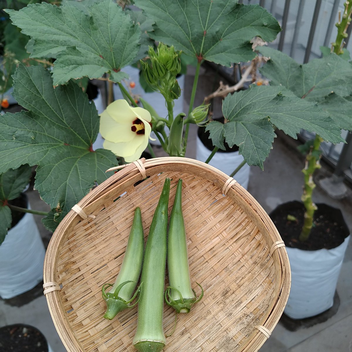 袋栽培のtheskyfarmers あと一 二回でオクラは終了 袋栽培 オクラ スムースグリーン アタリヤ Plantgrowbags Urbanfarming 家庭菜園 Kitchengarden ベランダ菜園 プランター Theskyfarmers T Co Qqyu1cs8wa T Co Lbslimvl66