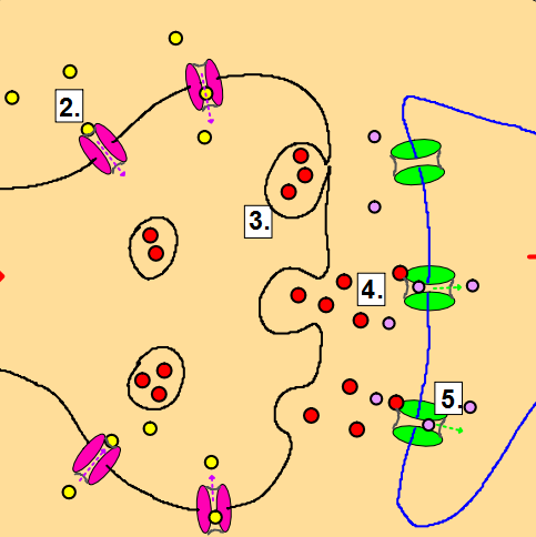 BiologyIB's tweet photo. Biology: Synapses https://t.co/UNVx4nMQvV https://t.co/mpS8IsGhuT