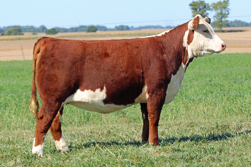 able_acres's tweet image. 48th Annual Winning Tradition Sale, November 28th!