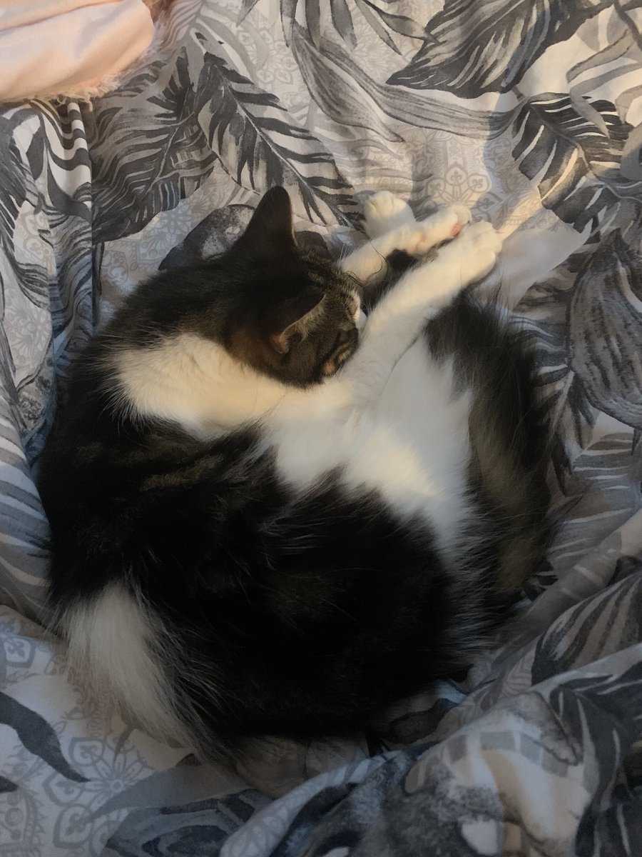 I have more photos of misty because she usually sleeps in my room w me and Luna sleeps in mums room but I love them both equally !!