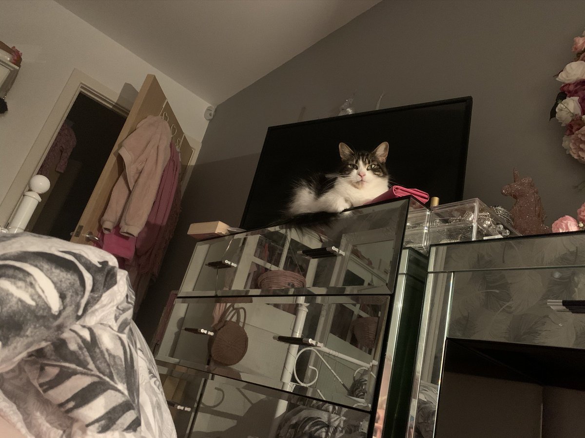 Sometimes instead of my bed she sleeps on my drawers??