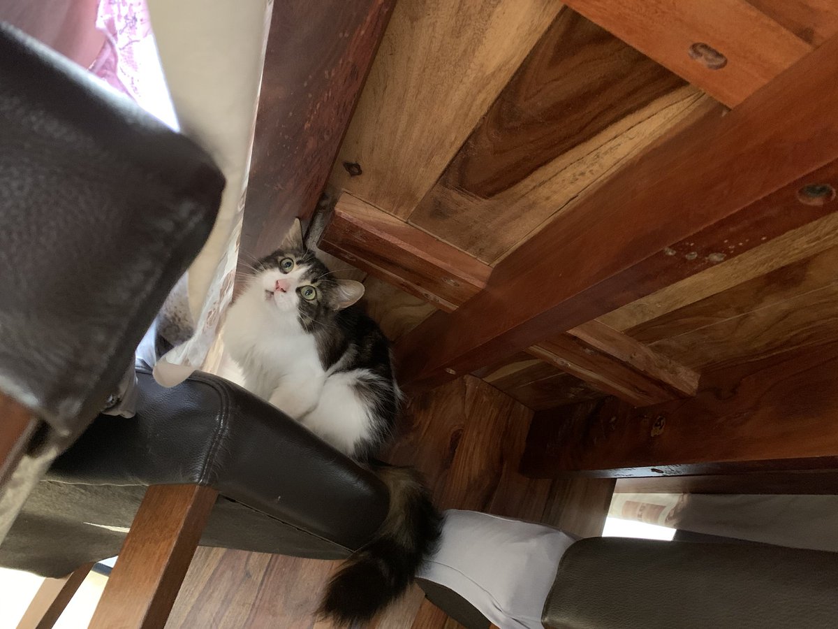 She likes sitting both on and under the table
