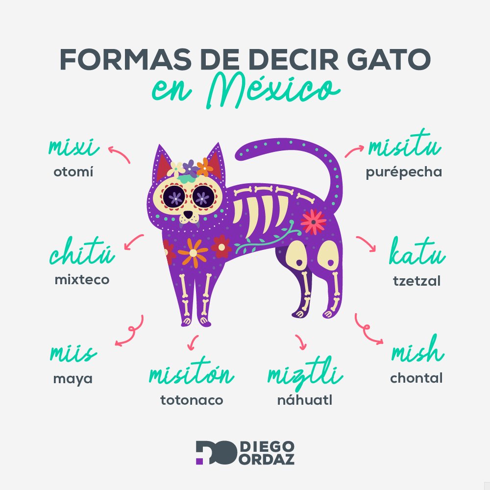 Diego Ordaz on Twitter: "He aquí algunas formas de decir "#gato🐱 " en  diferentes lenguas indígenas de nuestro querido #México 🇲🇽😻  https://t.co/0rvoAe0lcI" / Twitter