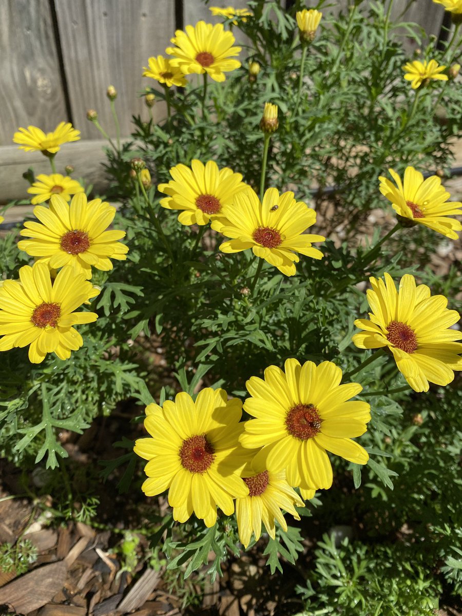 paarulp's tweet photo. Beautiful ‘Grand Daisies’ blooming in our backyard 🌼 At 11.30pm AEST today the Sun will cross the celestial equator into the southern part of the sky. Days are now longer than the nights in Southern Hemisphere. #springequinox2020 #Australia #springequinox https://t.co/fR26WPhC8r