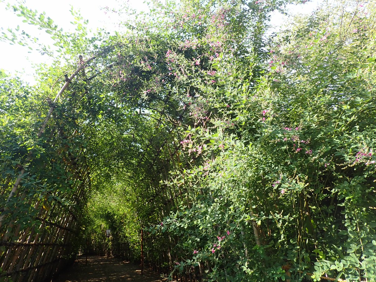 向島百花園 向島百花園 ハギの開花状況 9月22日現在 園内の 萩 ハギ は全体的に 見ごろ 萩のトンネルは 五分咲き です ハギの開化状況 萩のトンネル ツイッターで楽しむ庭園