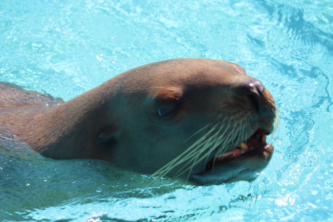 桂浜水族館トドの見分け方のtwitterイラスト検索結果