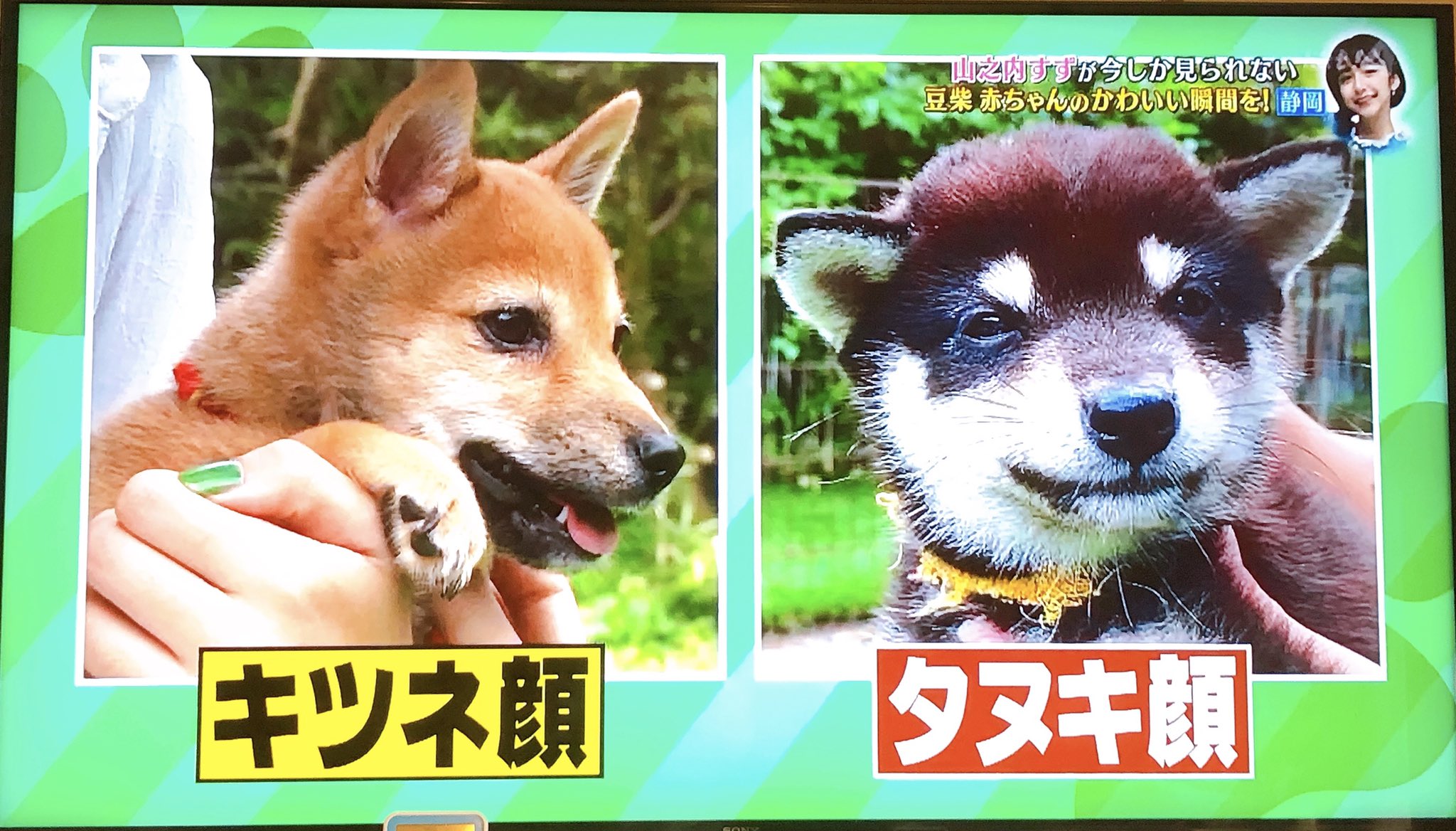 ことの にこにこ笑顔のママと家族を増やす人 おはようございます 柴犬にたぬき顔とキツネ顔 があるのを知ってた 昔から居るのがキツネ 顔 新しいのが たぬき顔 私は たぬき顔が好きだなぁ 鼻が短くてポヨンとしてる 朝から娘と一緒 ことの にこにこ笑顔のママと家族を増やす人 おはようございます 柴犬にたぬき顔とキツネ顔 があるのを知ってた 昔から居るのがキツネ 顔 新しいのが たぬき顔 私は たぬき顔が好きだなぁ 鼻が短くてポヨンとしてる 朝から娘と一緒