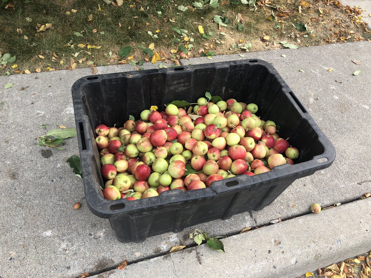 We picked a full tree of crab apples today. Let me explain why fruit trees are SO attractive to bears. A thread with weights and calories.