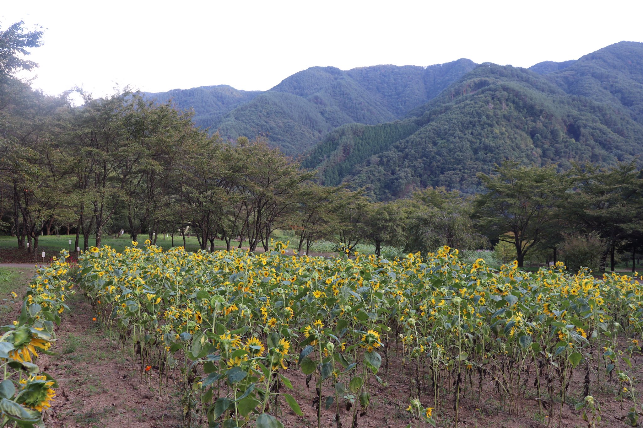 まる 独鈷山麓ひまわり畑 長野県上田市 秋に見れるひまわり畑 少し分かりづらい場所にあるからか全然人がいなくて最高でした コスモス畑もあって 夏と秋を同時に感じられるスポットです T Co Dypg4zucsb Twitter