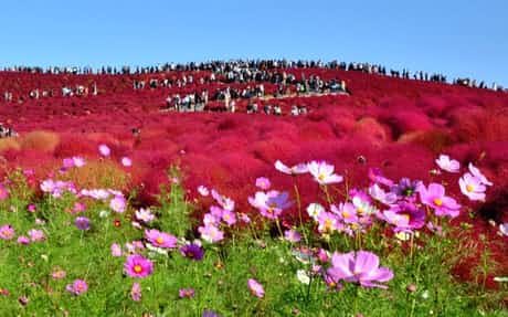 旅と宿の手帖 秋に咲く花特集 茨城県ひたちなか市の国営ひたち海浜公園はネモフィラの青の絶景が人気ですが 秋になると みはらしの丘 をコスモスと 真っ赤に色づく約3万本のコキアが彩ります ココは四季折々の花や草木が楽しめますよ 国営ひたち 旅と宿の手帖 秋に咲く花特集 茨城県ひたちなか市の国営ひたち海浜公園はネモフィラの青の絶景が人気ですが 秋になると みはらしの丘 をコスモスと 真っ赤に色づく約3万本のコキアが彩ります ココは四季折々の花や草木が楽しめますよ 国営ひたち