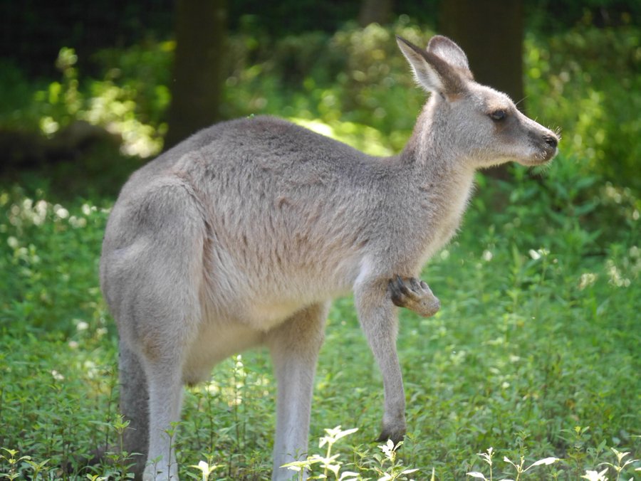 カンガルーとワラビーはどう違う もっと知りたいオーストラリア Tell Me About Australia Jp