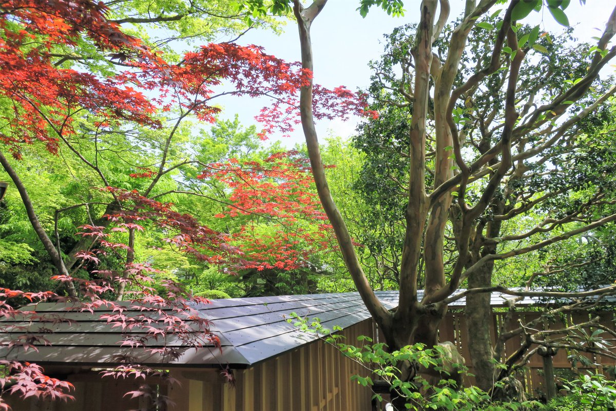 Tokyonobo's tweet image. When I was organizing the photos I took in Kyoto Ohara, which I visited last year, I found some unpublished photos. Hosen-in #宝泉院  was founded about 800 years ago. The zen garden is about 300 years old, but the large pine tree on the south side is much older: 700 years.