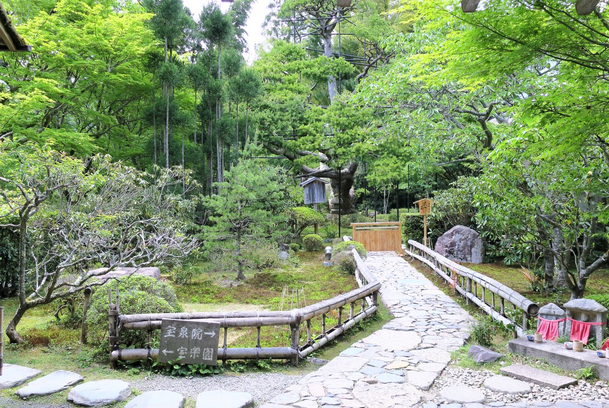 Tokyonobo's tweet image. When I was organizing the photos I took in Kyoto Ohara, which I visited last year, I found some unpublished photos. Hosen-in #宝泉院  was founded about 800 years ago. The zen garden is about 300 years old, but the large pine tree on the south side is much older: 700 years.