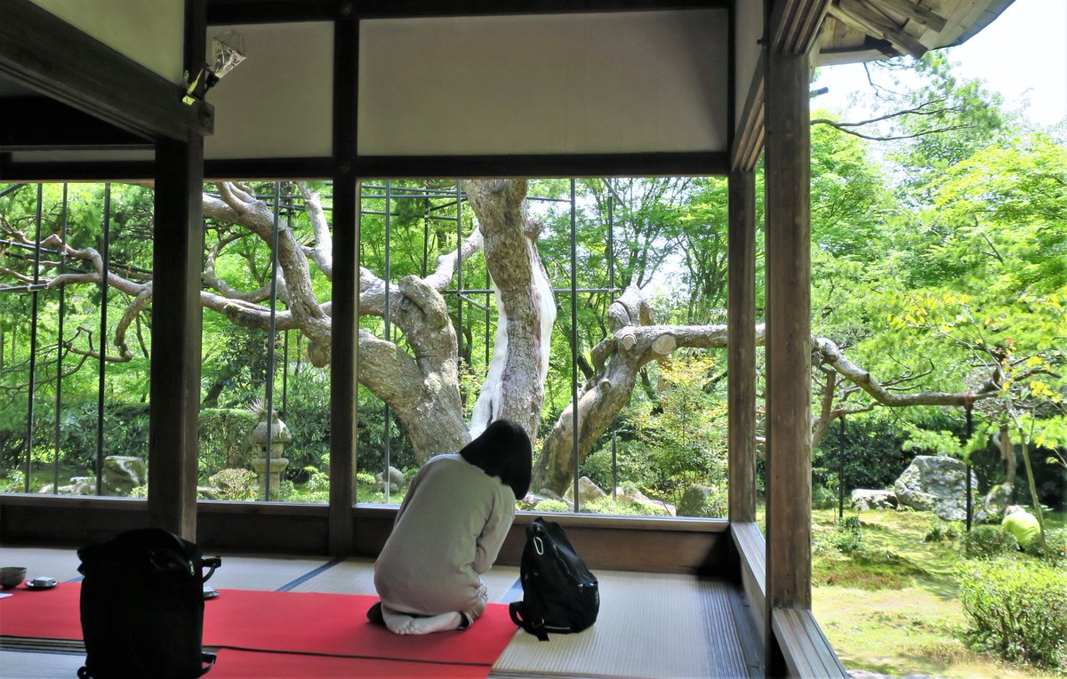 Tokyonobo's tweet image. When I was organizing the photos I took in Kyoto Ohara, which I visited last year, I found some unpublished photos. Hosen-in #宝泉院  was founded about 800 years ago. The zen garden is about 300 years old, but the large pine tree on the south side is much older: 700 years.