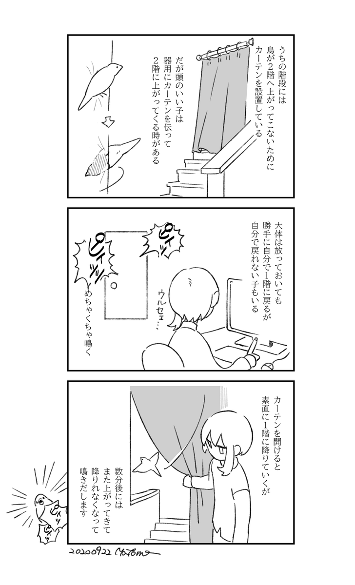 最近のうちの鳥 