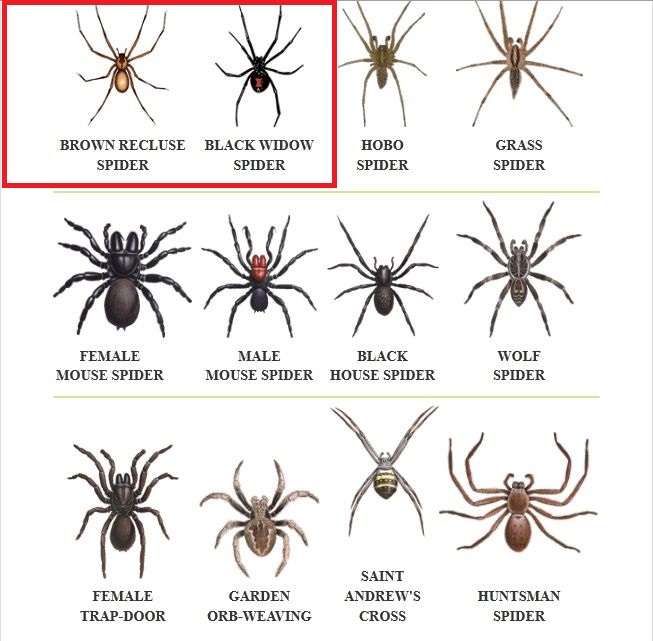 Why You Need Not Fear the Poor, Misunderstood Brown Recluse Spider
