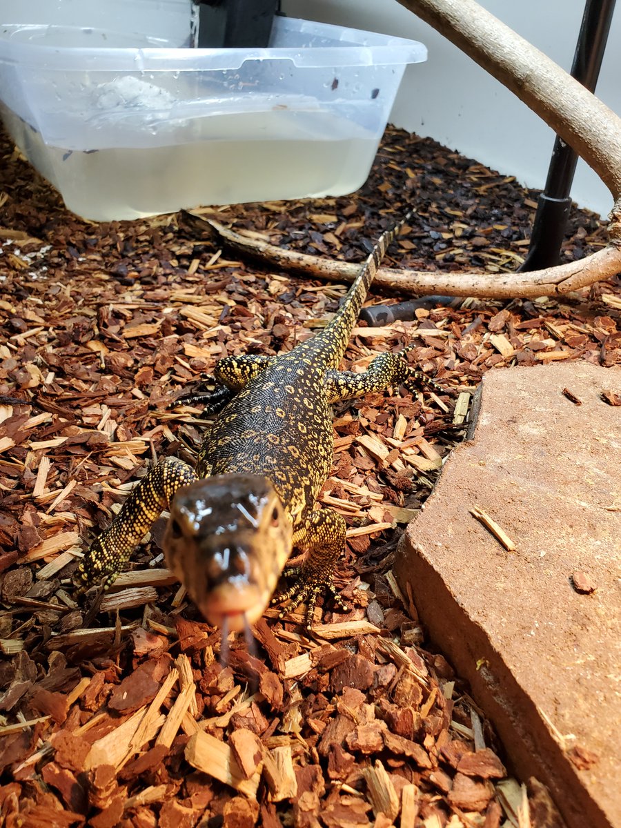 I love this guy, he's the best dog I ever had. Can't wait till he's grown so we can play Frisby!