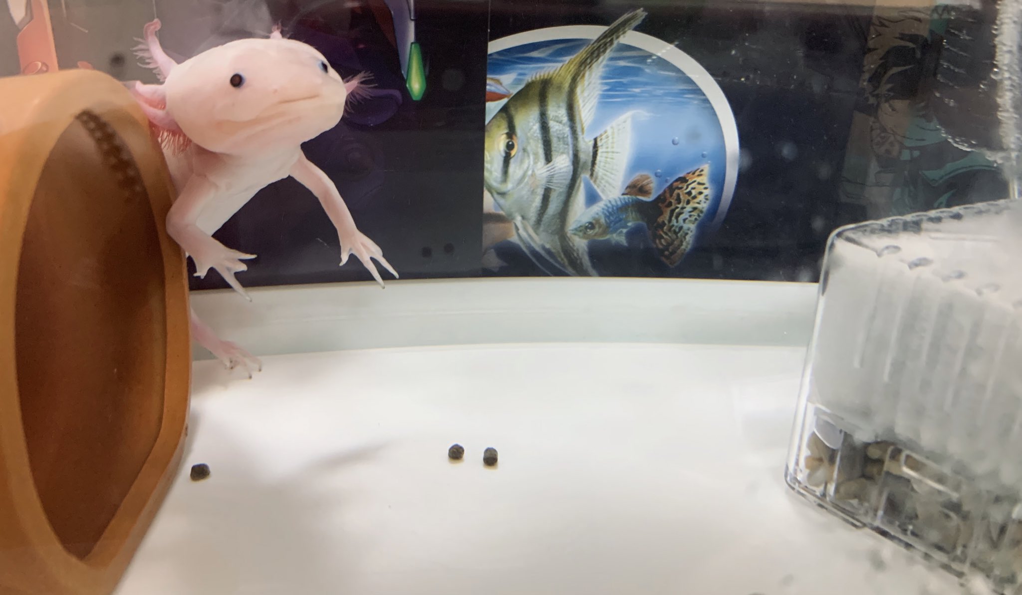 めるる Merle 0329 Twitter