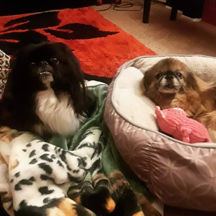 BeccaJean513's tweet photo. Best friends! https://t.co/EyFjc9alec