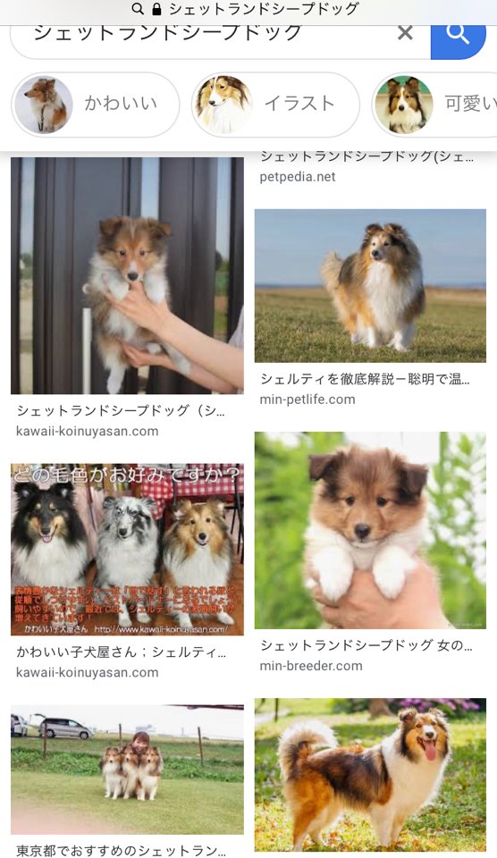 さこ 公式資料で戌峯の犬種がシェルティと指定されてたの天才の業なんだよな T Co T2ytxfz2gi Twitter さこ 公式資料で戌峯の犬種がシェルティと指定されてたの天才の業なんだよな T Co T2ytxfz2gi Twitter