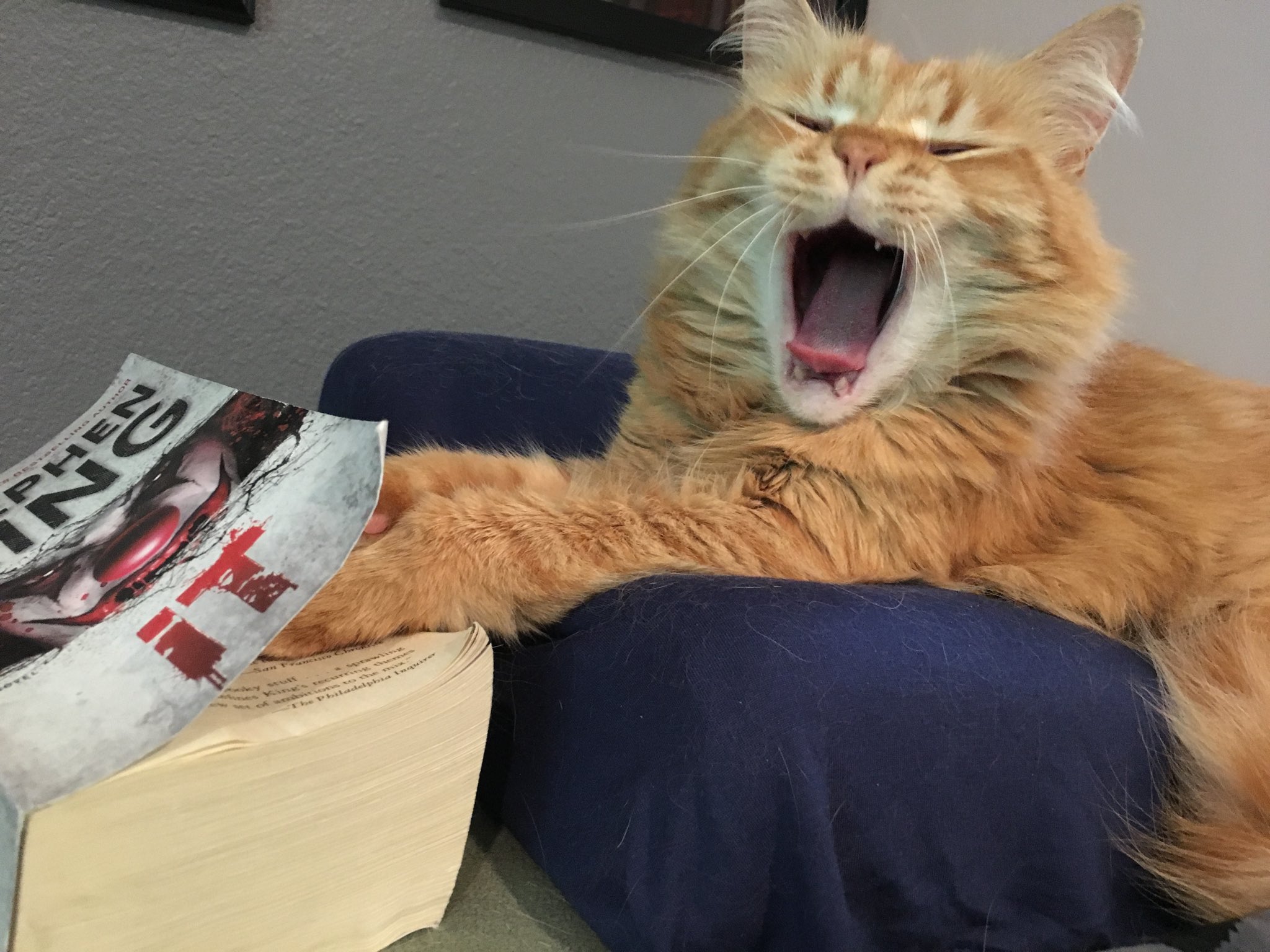 Mr. Marbles Tigerpants wishes a very happy birthday to our favorite author, Stephen King. 