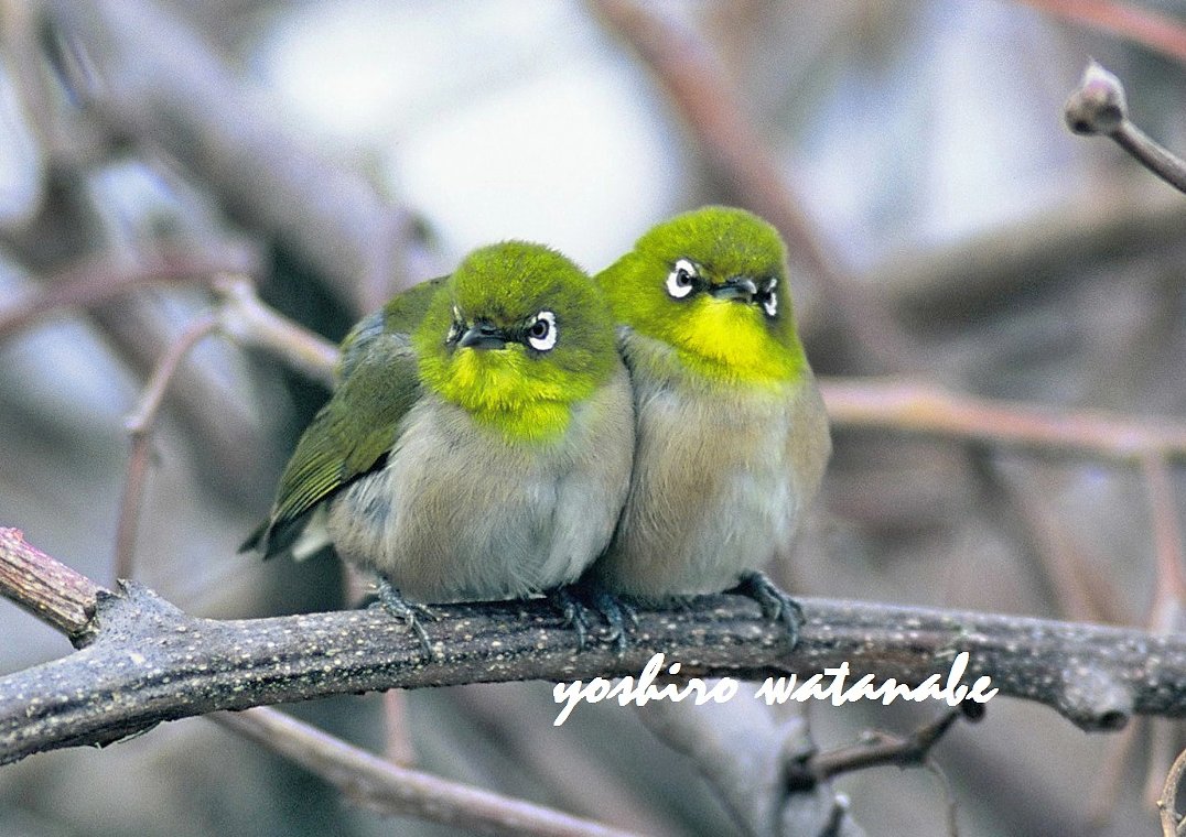 渡辺美郎 Yoshiro Watanabe 寄り添って仲良く メジロ Get Along With Each Other Japanese White Eye 神戸市西区にて 野鳥 野鳥写真 まるい鳥 かわいい Wildlifephotography Wildbird メジロ T Co Kj3v8wvubk Twitter