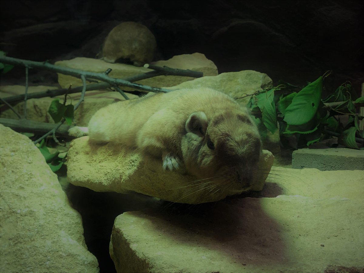 埼玉県こども動物自然公園 בטוויטר 動画のアドレスを貼る文字数が足りなくなってしまったので 動画 はこちらです T Co Whfdyxbjx6