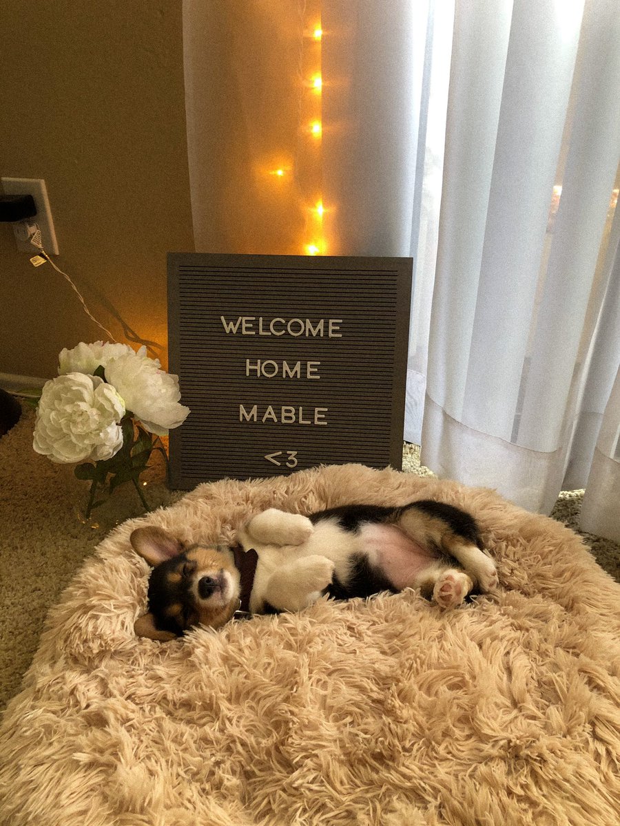 AleAle_Jandraa's tweet photo. Everyone say hello Mable!! 💕🐶 https://t.co/23Cw6psNGB