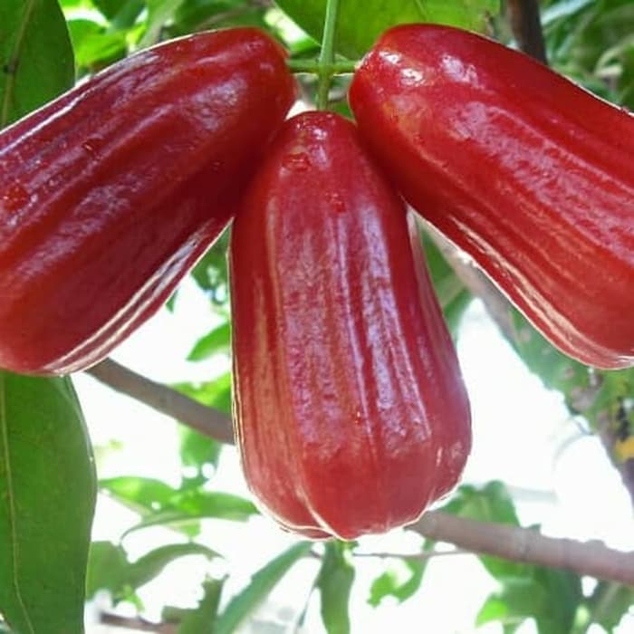 StoreZauja's tweet photo. Jambu air adalah tumbuhan dalam suku jambu-jambuan atau Myrtaceae yang berasal dari Asia Tenggara. Jambu air sebetulnya berbeda dengan jambu semarang, kerabat dekatnya yang memiliki pohon dan buah hampir serupa https://t.co/2tt0tx4ANP via @pinterest https://t.co/YHWA8K0tXH