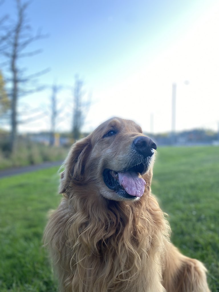 StameyVisuals's tweet photo. It’s been a while since a Marley pic https://t.co/5Q5NMtrIef
