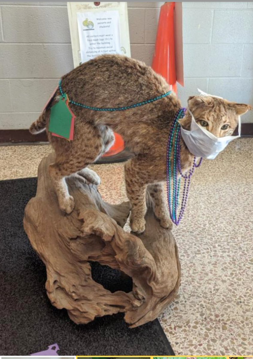 Bobby Bobcat greeted visitors at PT Conferences tonight!