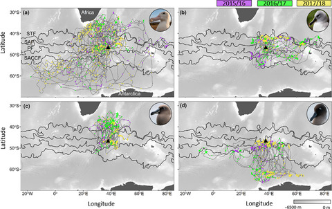 Ryan Reisinger (@ryan_reisinger) on Twitter photo Congratulations, <a href="/TCarpenterKling/">Tegan CarpenterKling</a> on another PhD chapter published:
Foraging in a dynamic environment: Response of four sympatric sub‐Antarctic albatross species to interannual environmental variability
dx.doi.org/10.1002/ece3.6…
<a href="/Ecol_Evol/">Ecology and Evolution</a> <a href="/mapru_nmmu/">MAPRU</a> Congratulations, <a href="/TCarpenterKling/">Tegan CarpenterKling</a> on another PhD chapter published:
Foraging in a dynamic environment: Response of four sympatric sub‐Antarctic albatross species to interannual environmental variability
dx.doi.org/10.1002/ece3.6…
<a href="/Ecol_Evol/">Ecology and Evolution</a> <a href="/mapru_nmmu/">MAPRU</a>