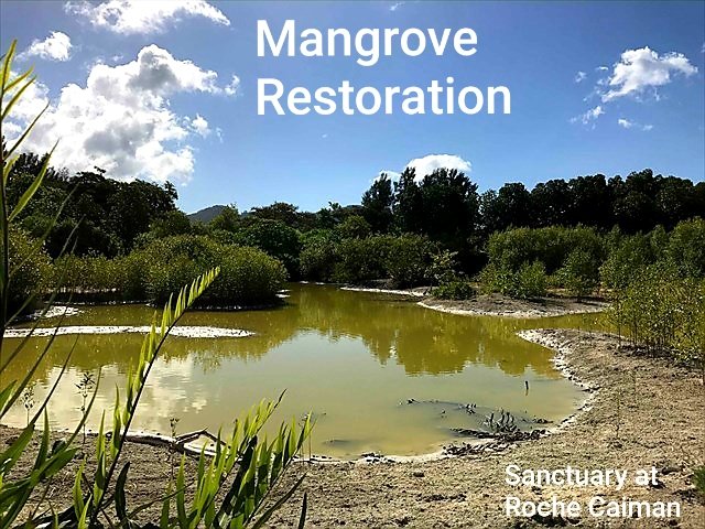 I see grants given to groups and NGOs in #Seychelles for #mangroverestoration projects, most of which fail. <a href="/wiomsa/">WIOMSA</a> has now publshed Guidelines on Mangrove Ecosystem Restoration for the #WIO region. #mangroves <a href="/MangroveWatch/">MangroveWatch</a> <a href="/IUCN_Mangrove/">IUCN Mangrove SG</a>
<a href="/Mangroves/">Global Mangrove Alliance</a>
wiomsa.org/publications/g…