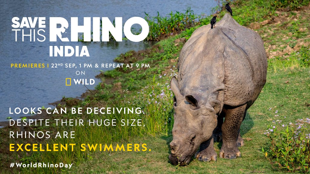 NatGeoIndia's tweet photo. Don’t get fooled by their lumbering gait. The Indian Rhino can swim entire rivers without breaking a sweat. Find out more about these gorgeous animals on Save This Rhino. Premieres today at 1 PM, repeat at 9 PM, on Nat Geo Wild. #RealisHere @KP24
#WorldRhinoDay #RhinoDay https://t.co/0adNpllfCM