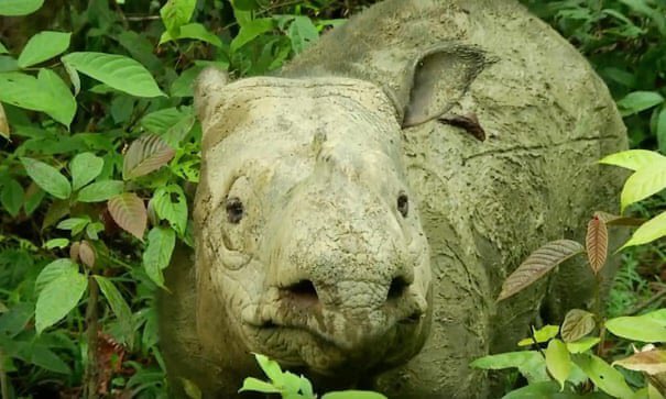 The Sumatran rhino is the smallest of the rhinoceros species. It once roamed across Asia as far as India, but its numbers have shrunk drastically due to deforestation and poaching. In 2019 last Sumatran  #rhinoceros died in Malaysia. Species is now extinct from one more range.