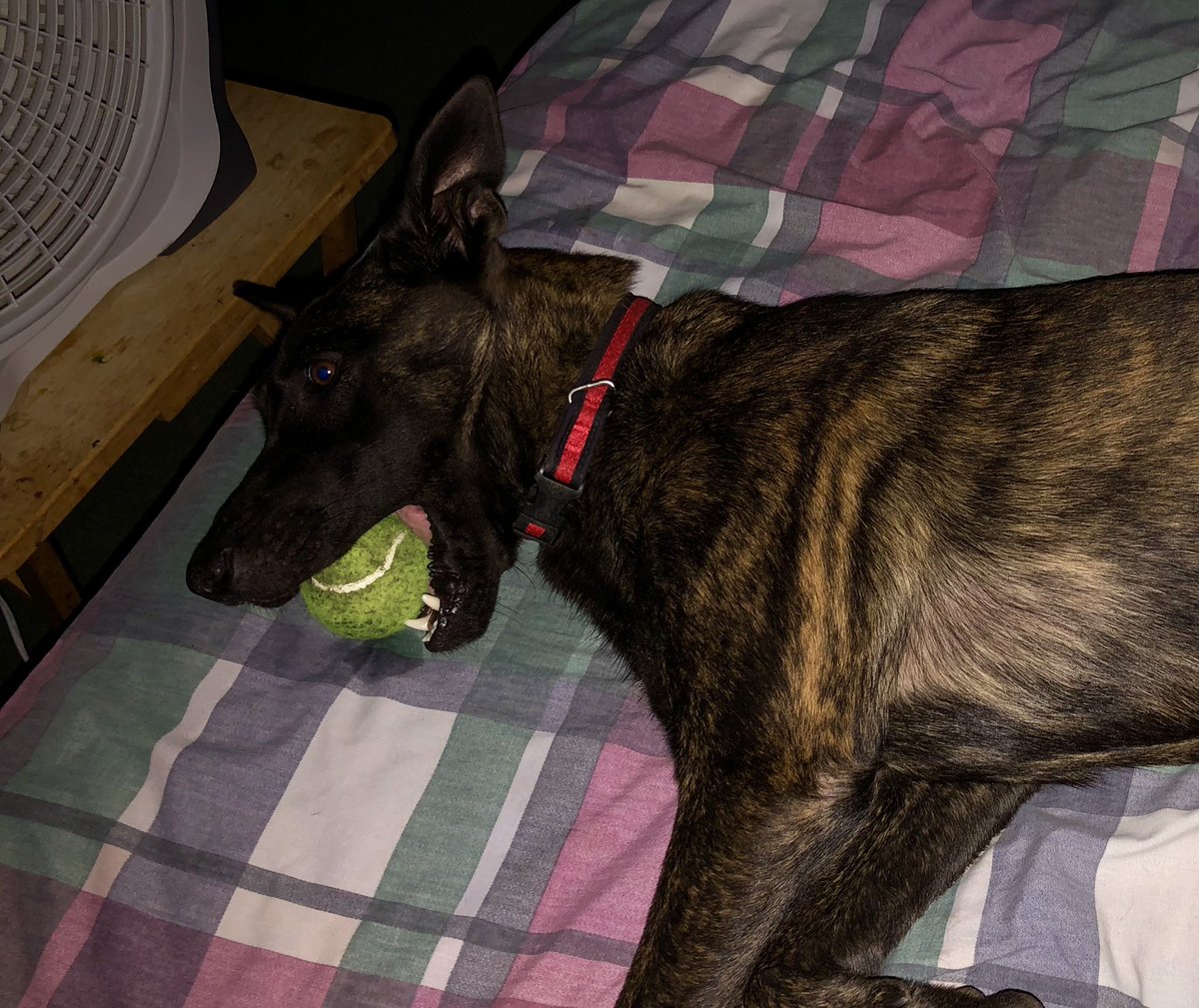 When your exhausted and it’s bed time but you don’t want to loose your ball. #Dutchshepherd #servicedog