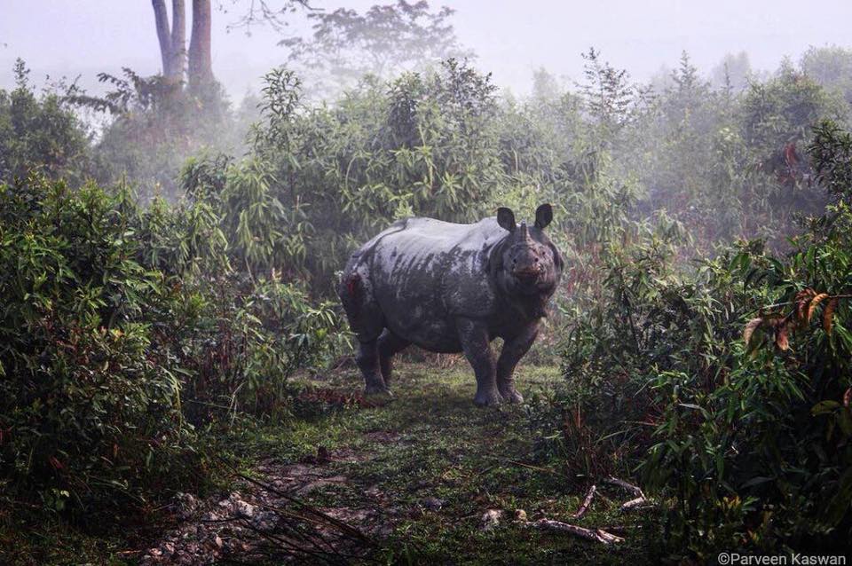 Today India holds some 80% of  #GreaterOneHornedRhino population of the world. Once dropped very low, now concerted efforts are paying dividends. Still they are poached for their horns due to a myth that they are aphrodisiac & can cure many other ailments. With no proof.