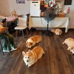 コーギーだらけの楽園!カフェ「ドッグヒル」が最高すぎる